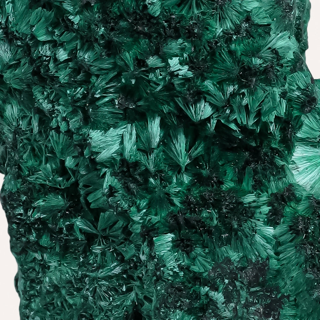 سبحة البحر